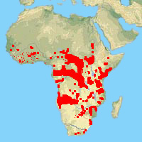 Rpartition de l'Elphant en Afrique