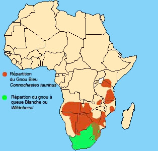 repartition du gnou en Afrique