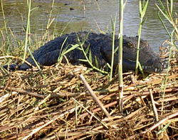crocodile botswana